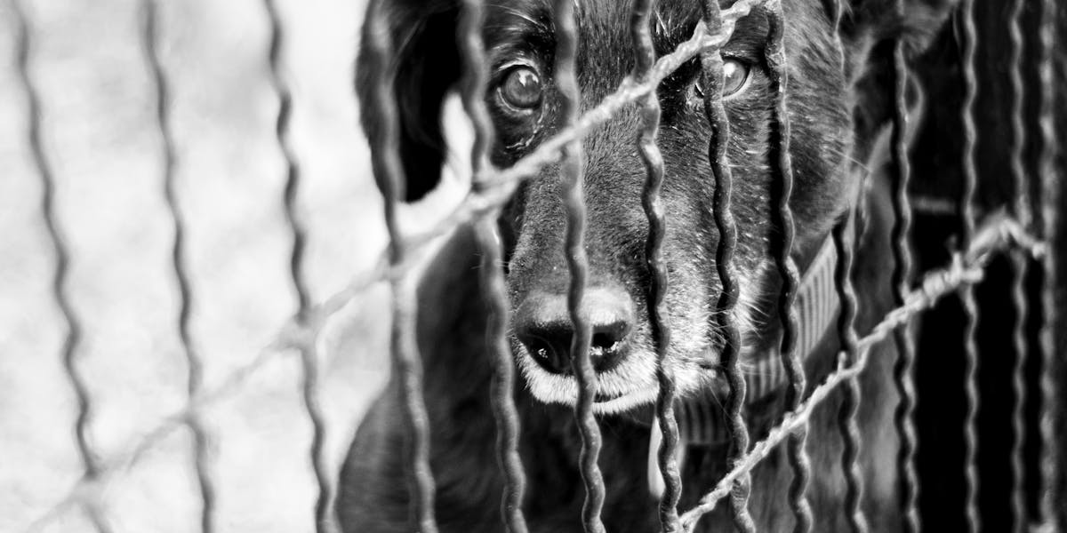 adestramento para cães adotados