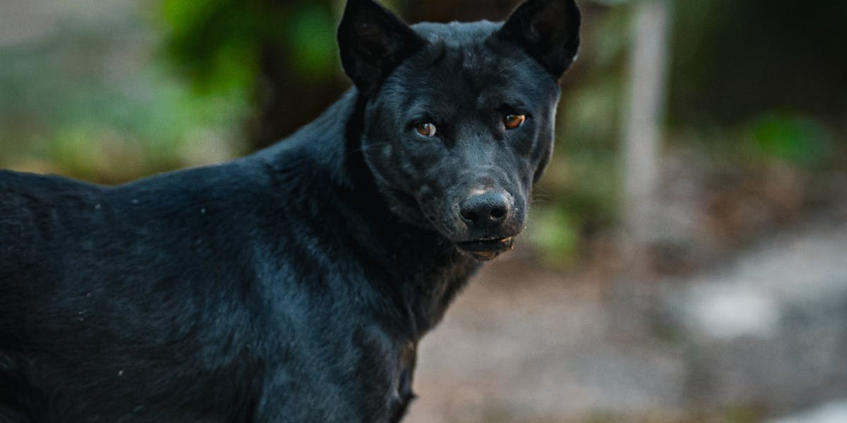 Como evitar ciúmes entre cães na hora do treino