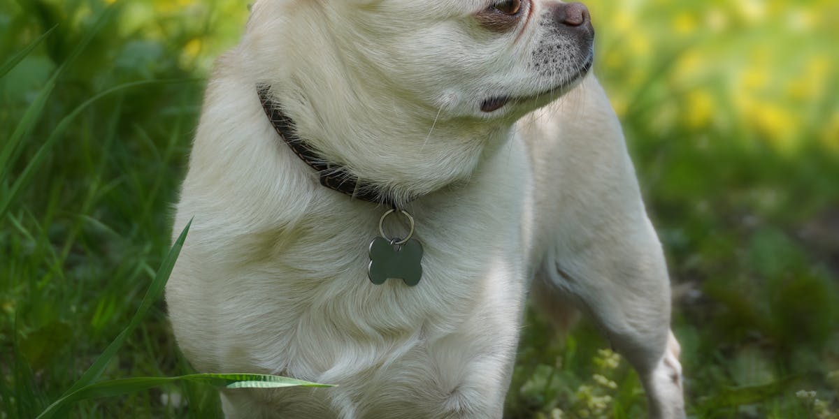 Como lidar com cães que avançam na coleira