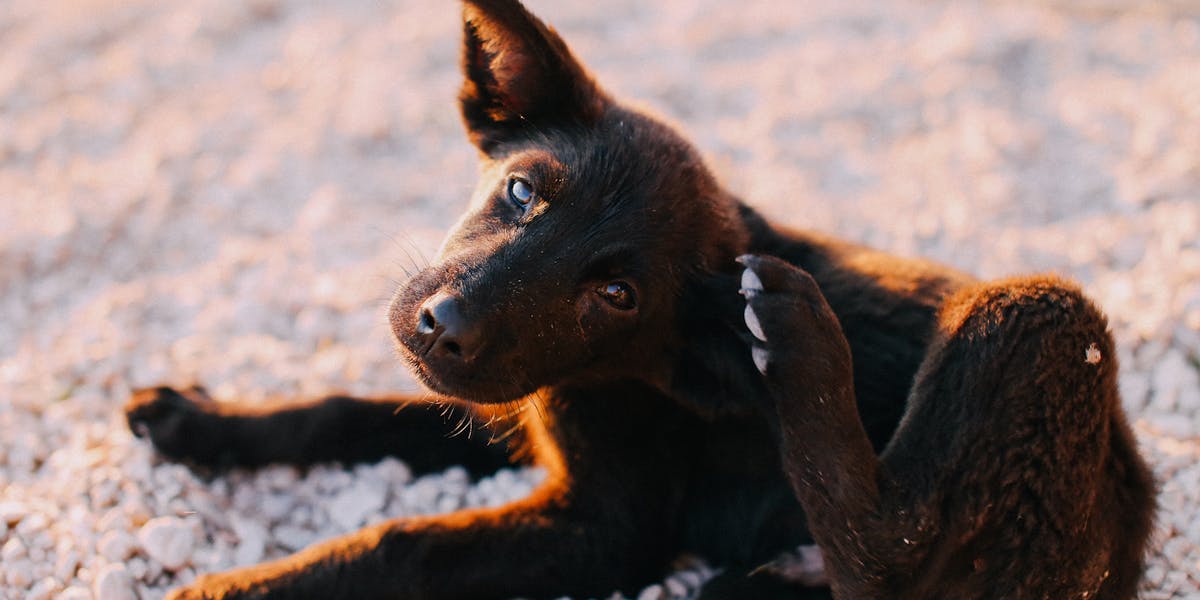 Por que o cão arranha portas e móveis?