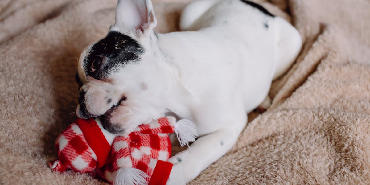 Como ensinar o cão a não destruir almofadas