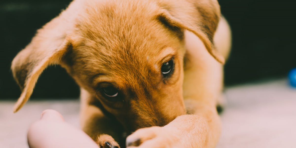 Cães de pequeno porte e adestramento: cuidados específicos
