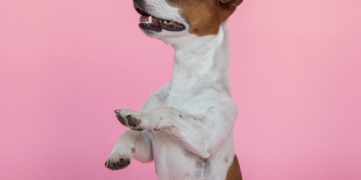 acessórios para adestrar cachorro