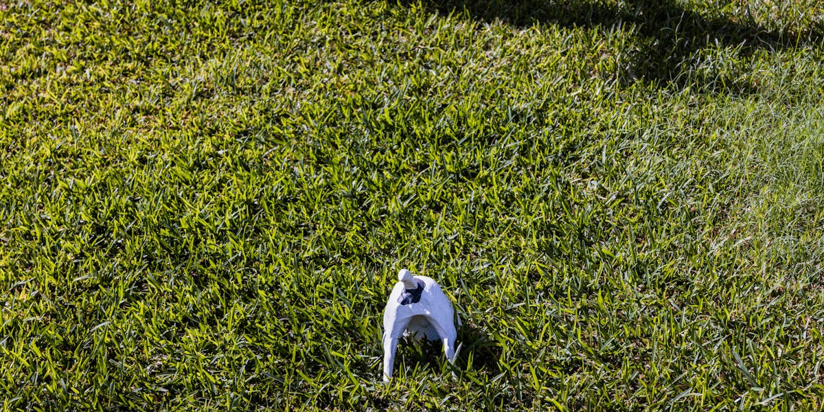Cães que destroem o jardim: o que fazer