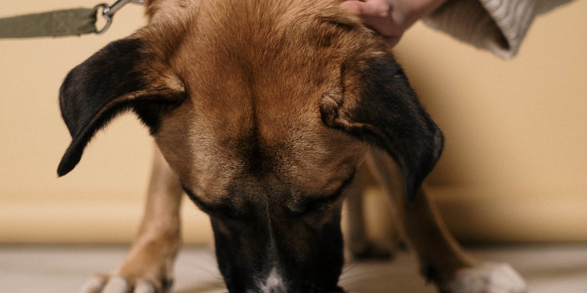 Como ensinar o cachorro a não comer coisas do chão