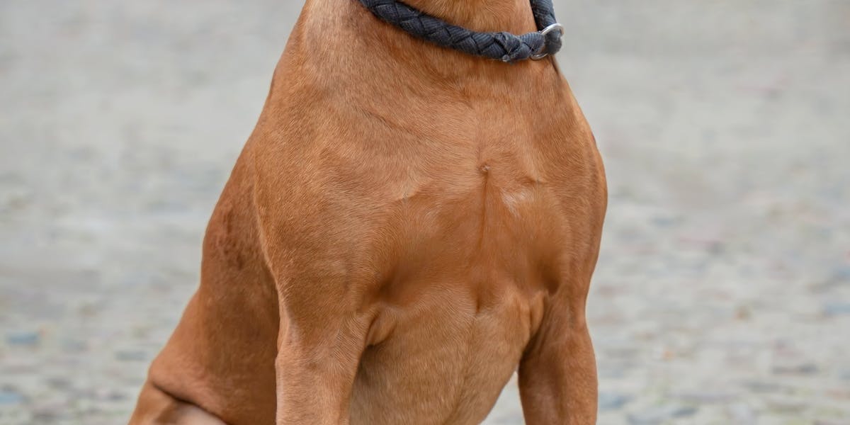 5 truques fáceis para ensinar ao seu cão