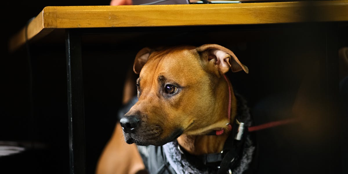 Ensinar o cão a esperar antes de sair