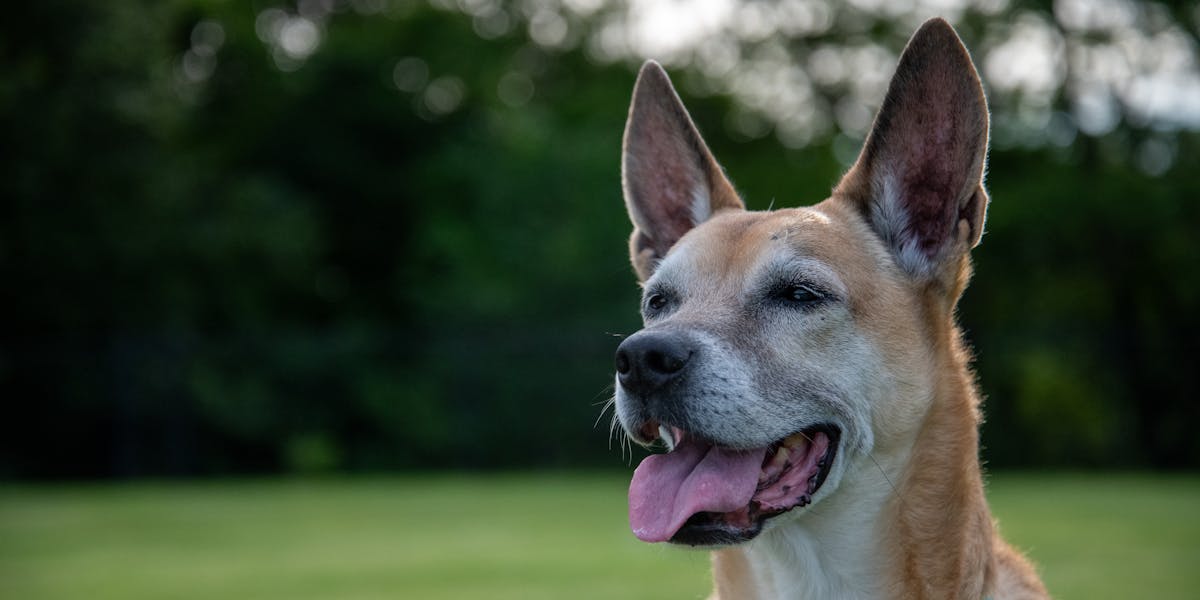 Como treinar o cão a vir quando chamado