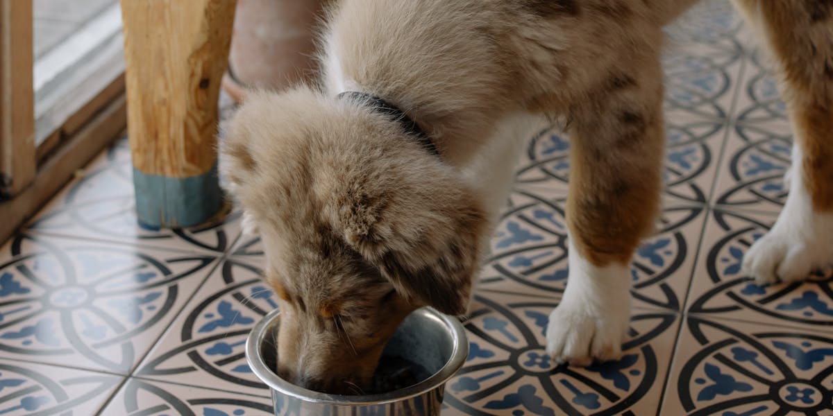 Como ensinar o cão a não avançar na comida