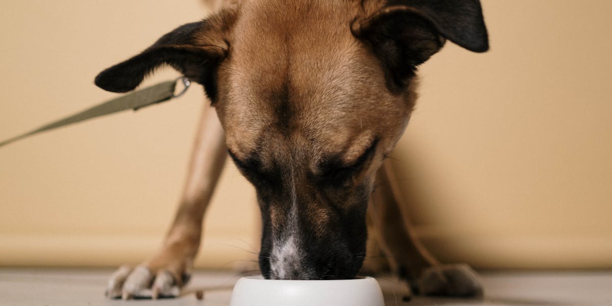 ensinar cão usar focinheira