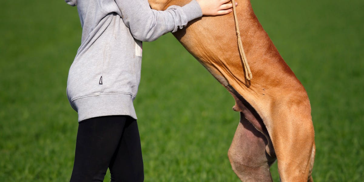 adestramento de cães grandes