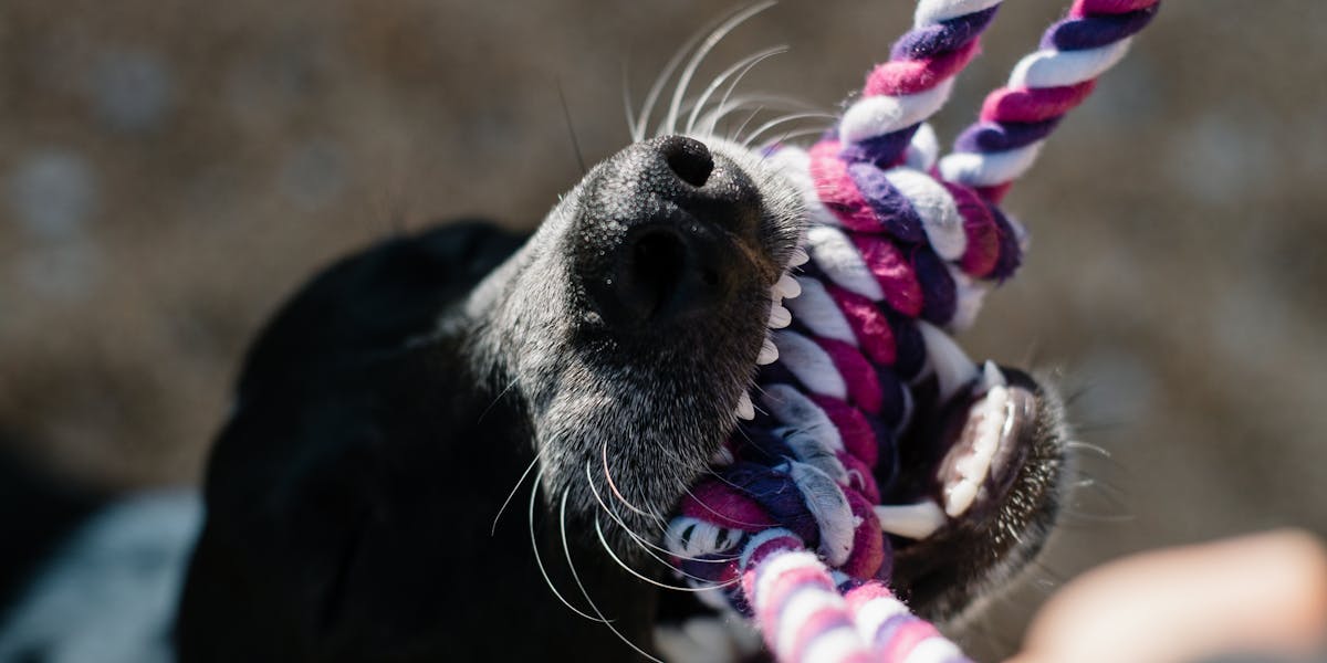 Como lidar com cães que puxam brinquedos com força