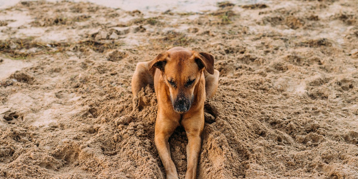 Por que cães cavam buracos no quintal?
