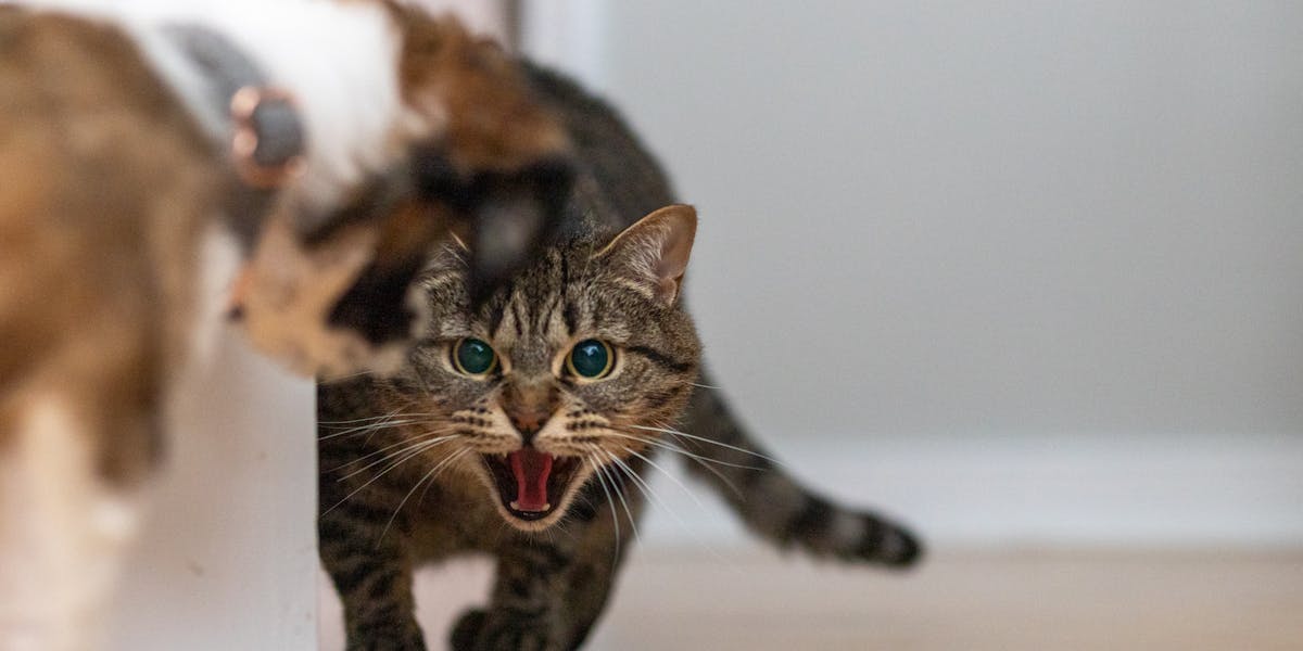 Como ensinar seu cão a não avançar em outros cães