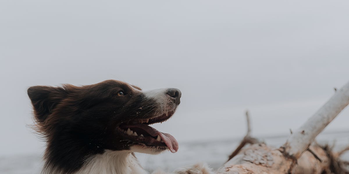 Como corrigir o hábito de latir para a campainha