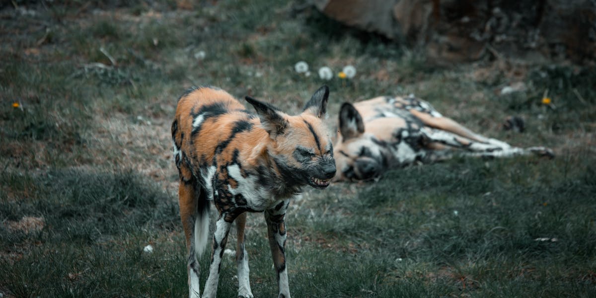 sinais de falta de liderança canina