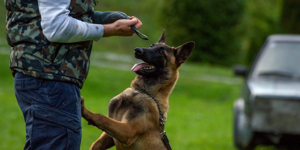 Comando “fica”: como ensinar seu cachorro