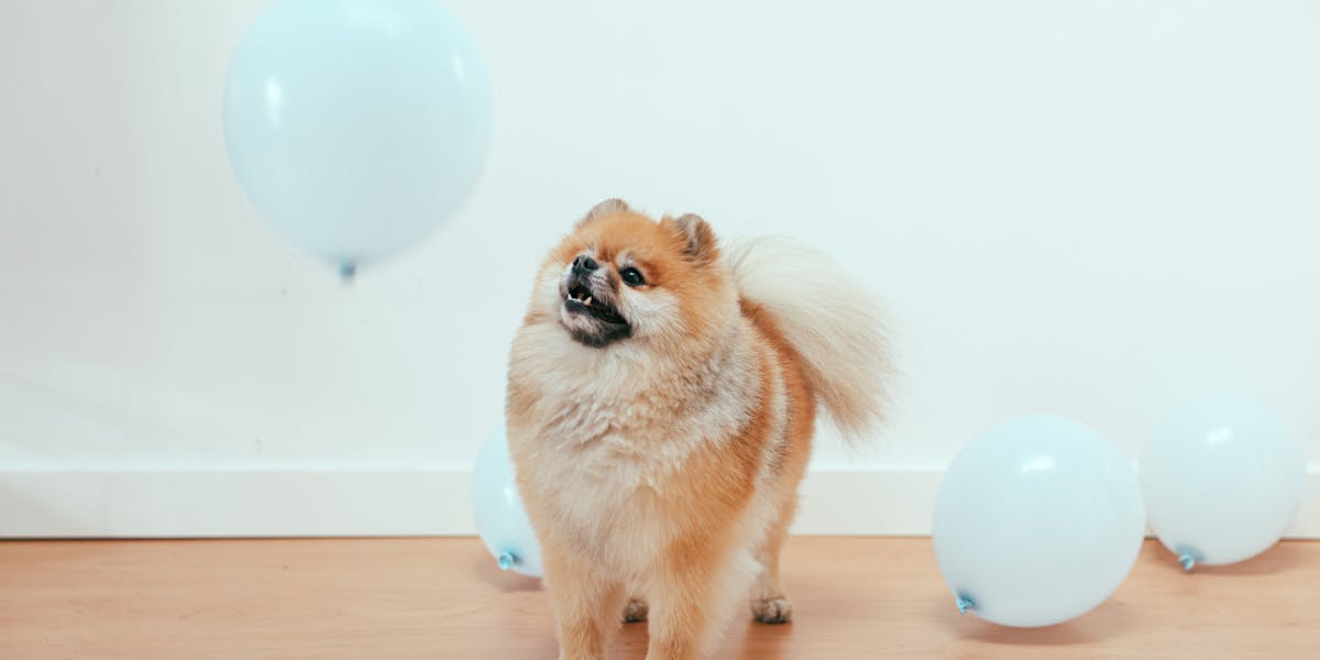 cachorro animado com visitas
