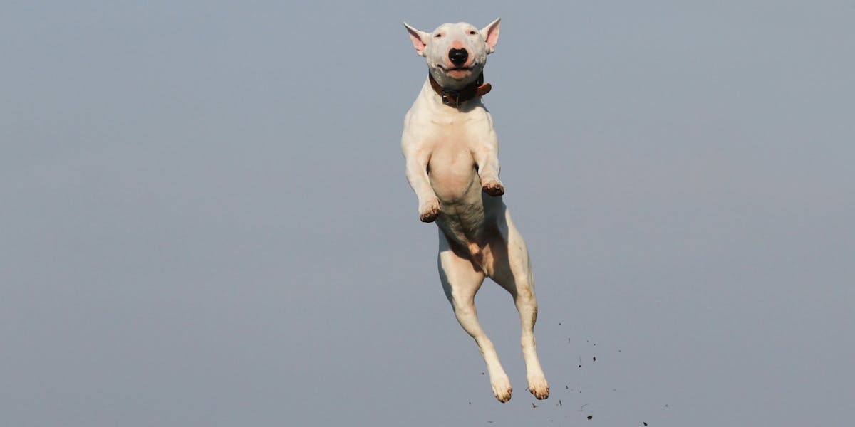 Como evitar que o cão pule na cama