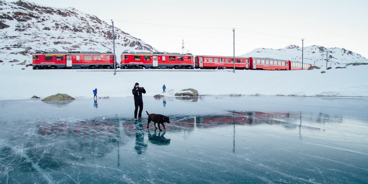Cães e viagens longas: como treinar para o trajeto