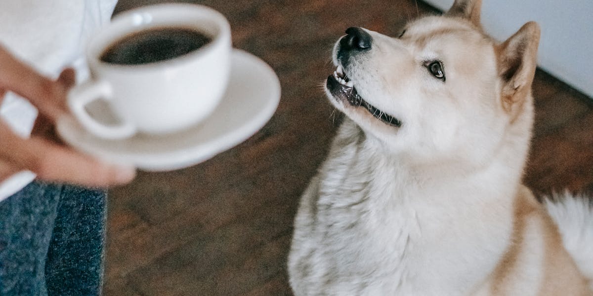 Como ensinar o cachorro a esperar o alimento