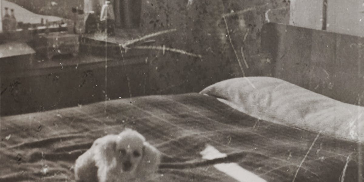 ensinar cão ir para caminha