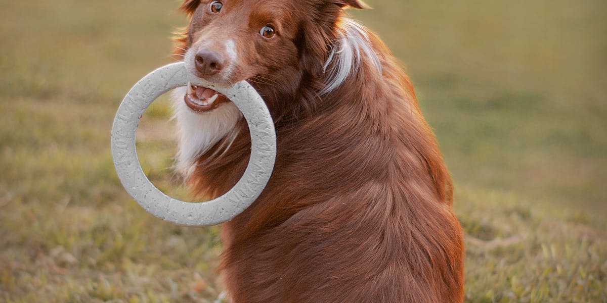 Como ensinar o cão a tocar a campainha com a pata