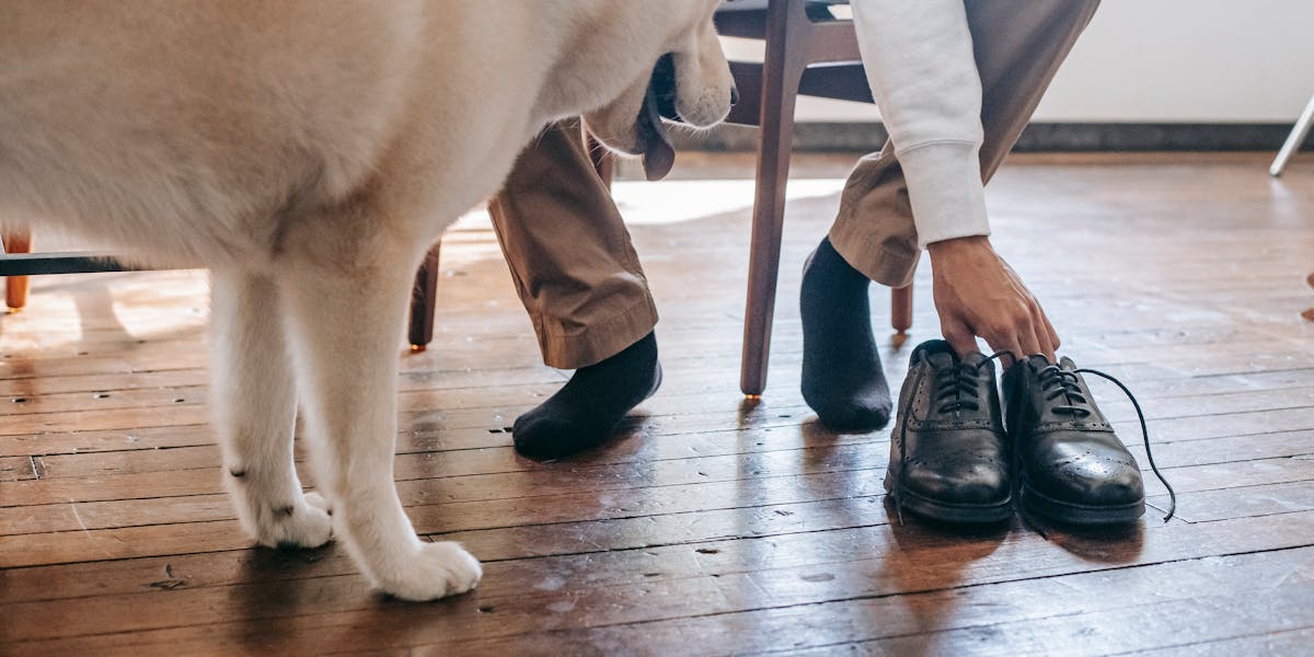Como ensinar o cão a esperar o dono voltar