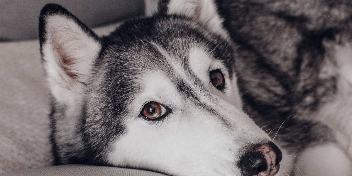 Como ensinar o comando “fica” com distrações