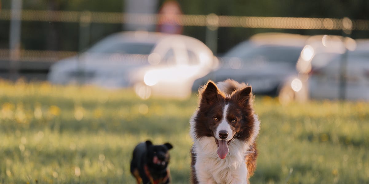 Cães que correm atrás de carros: como corrigir