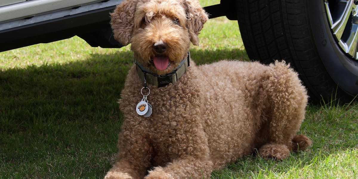 Como ensinar seu cão a entrar no carro