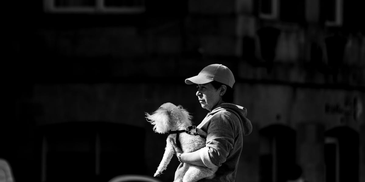 cachorro atravessar rua com segurança