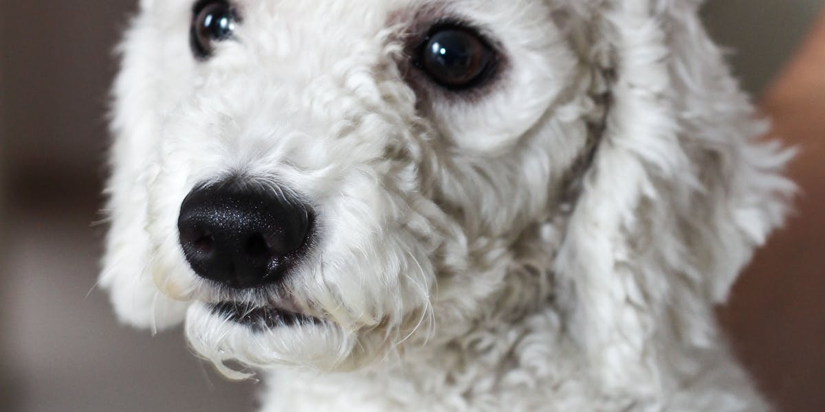 Treinamento para cães que convivem com bebês