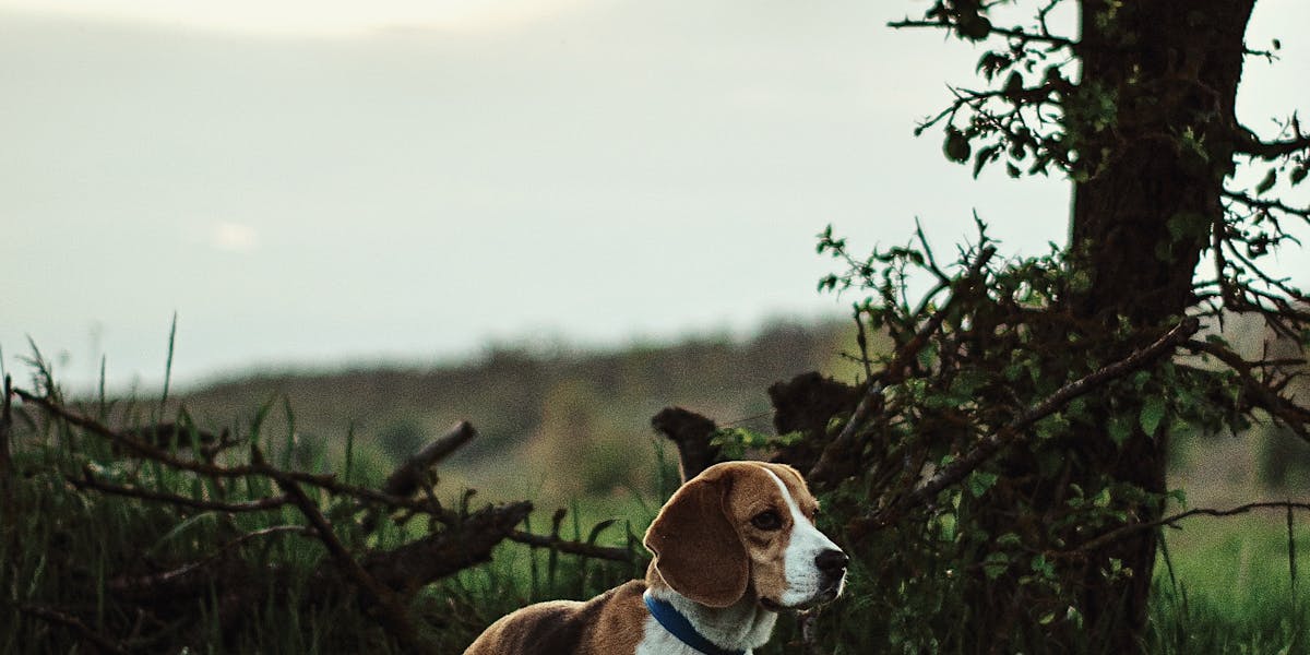 Cães que latem ao ver outros animais