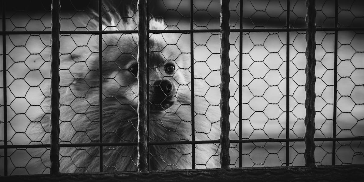 Como lidar com cães que cavam por tédio