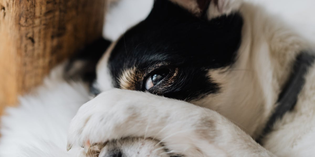 Cães que se escondem: como interpretar o comportamento