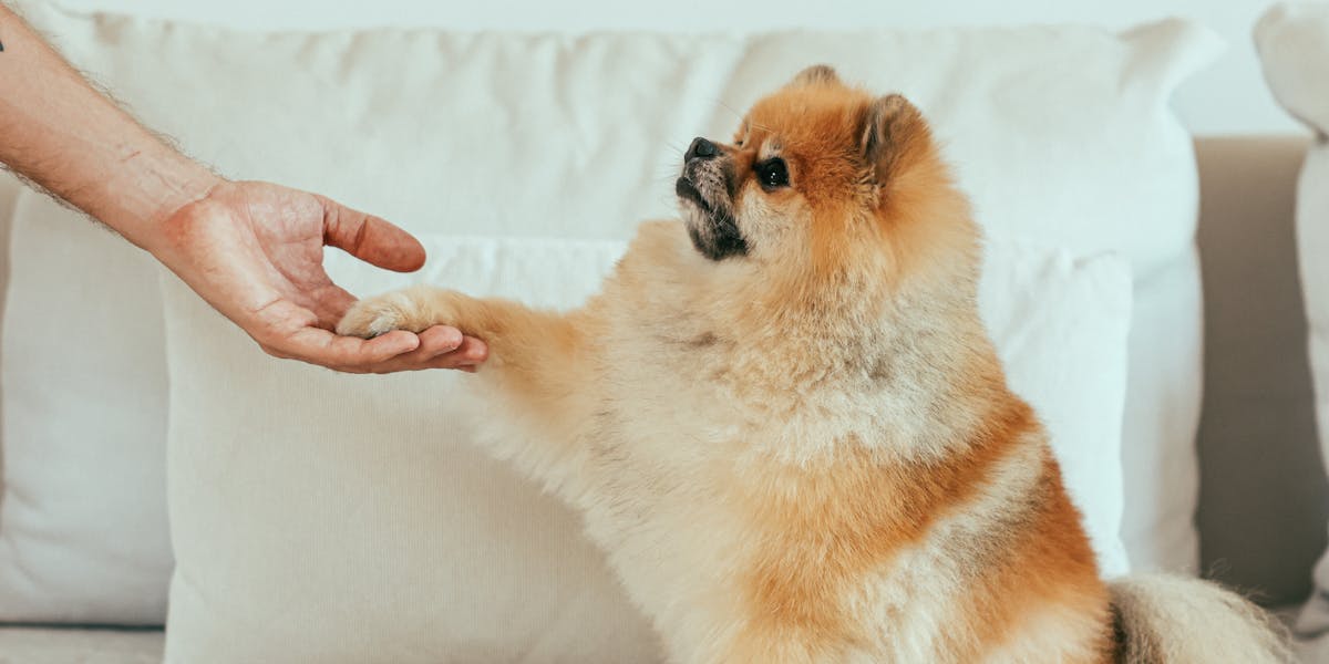 Como premiar seu cão corretamente após um comando