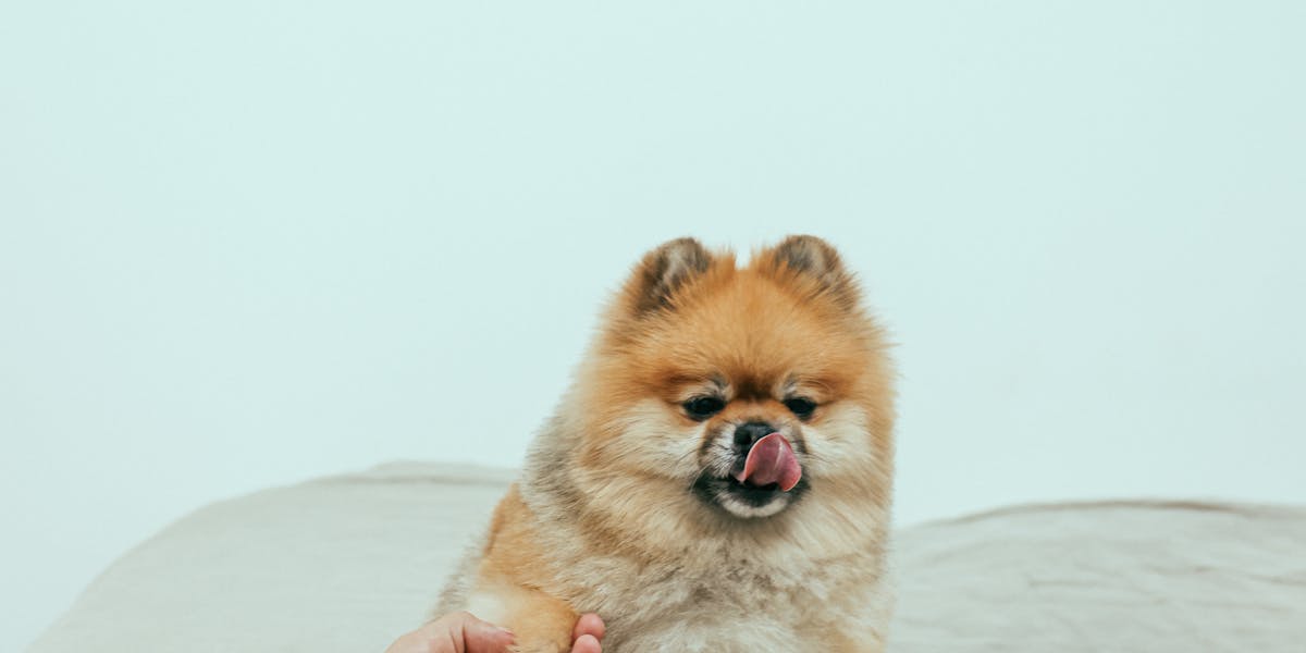Ensinar cão a dar a pata: guia rápido