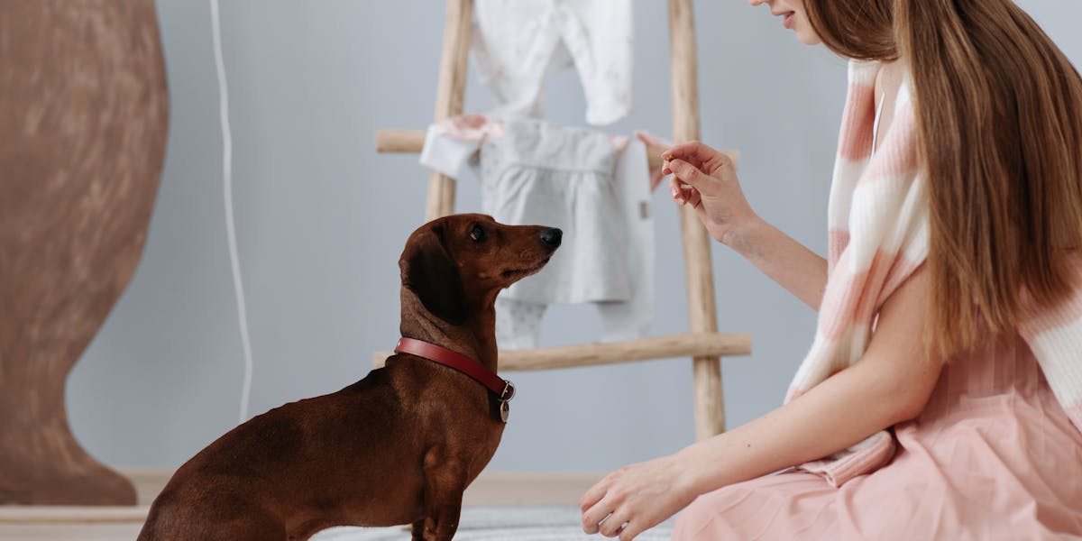 Como reforçar o vínculo com seu cão durante o treino