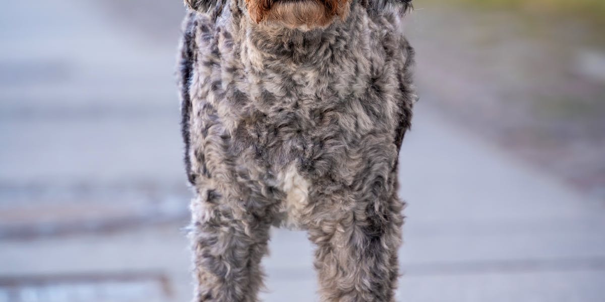 Como fazer o cão ignorar outros animais na rua