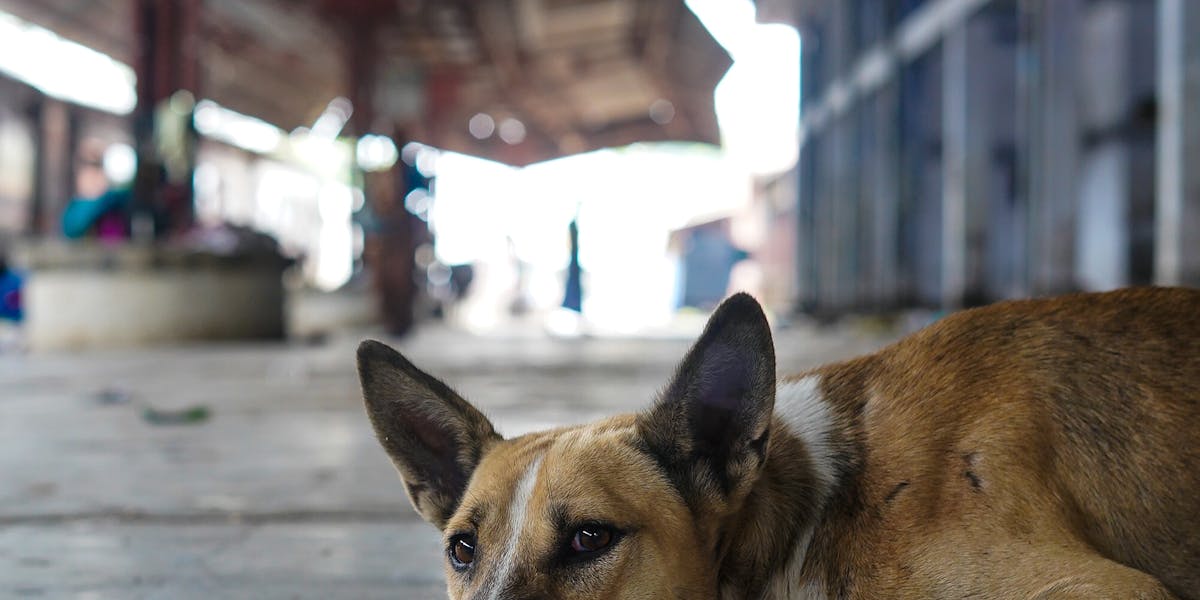 adestrar cão abandonado