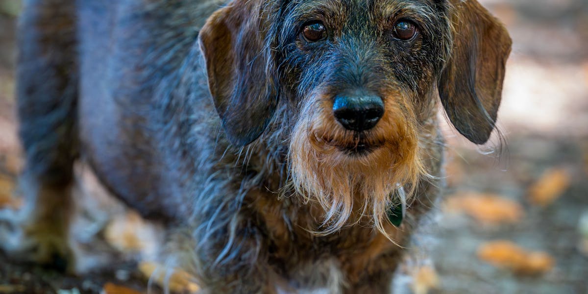 Cães teimosos: como lidar