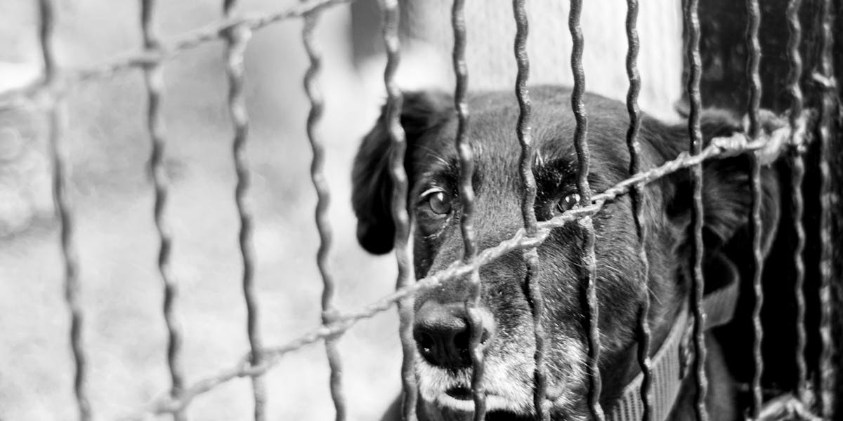 Dicas para socializar o filhote com outros cães