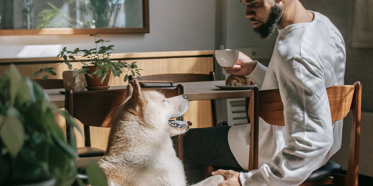 Treinamento para cães em apartamento