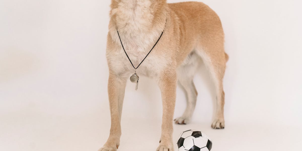 Como ensinar o cão a responder ao apito