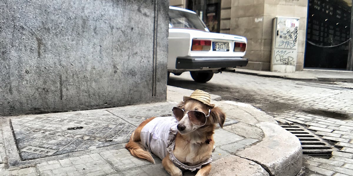 cachorro esperando no carro
