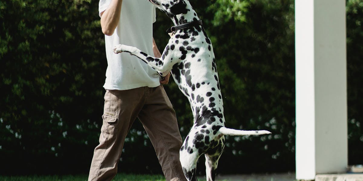 Como ensinar o cão a fazer necessidades no lugar certo