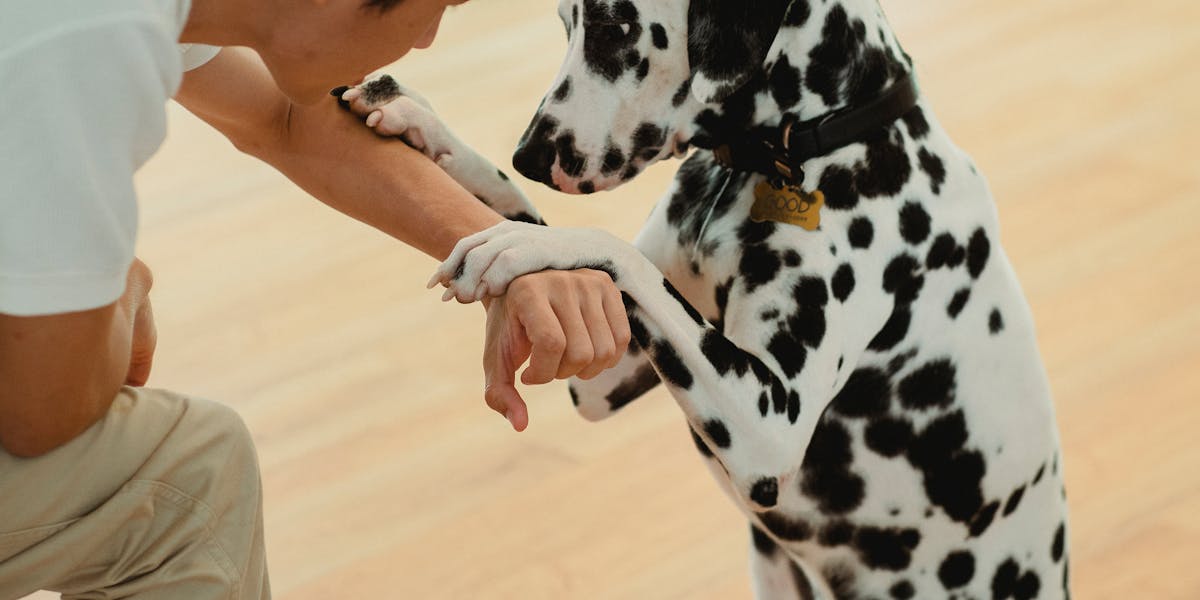 adestrar dois cães juntos