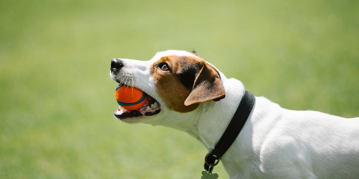 ensinar cachorro a buscar brinquedo