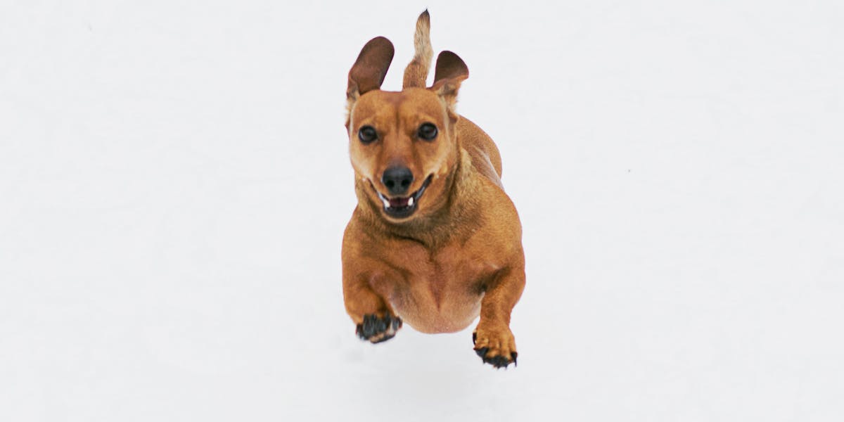 Como fazer o cão parar de pular nas pessoas